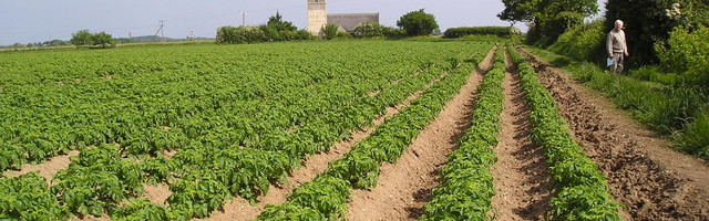 Põllukultuuride mitmekesisuse langus on ohuks maailma toidulauale