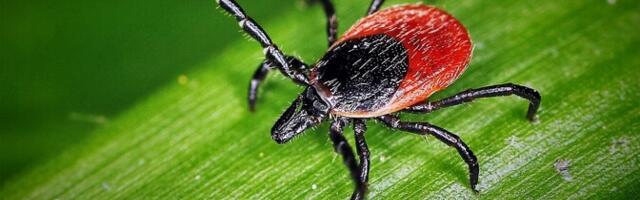 Pfizer taotleb põrunud uuringu kiuste puugivaktsiinile müügiluba