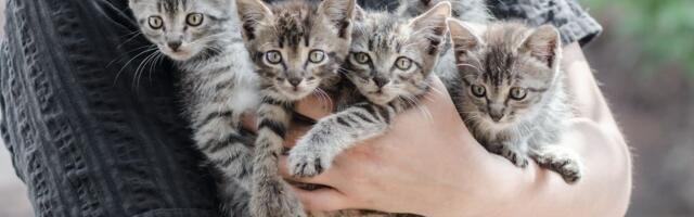 Miks tekivad kassikolooniad ja kui palju neid Eestis on?