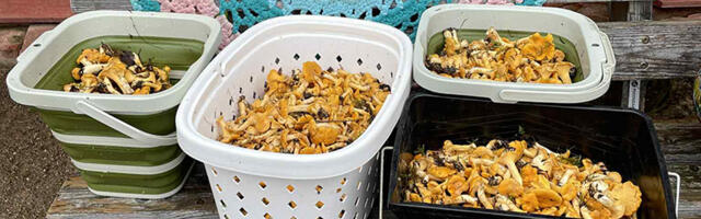 PILTUUDIS: Võrumaal selline kukeseenesaak 2 tunniga