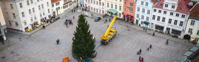Jõulukuusk saabus Tallinna Raekoja platsile