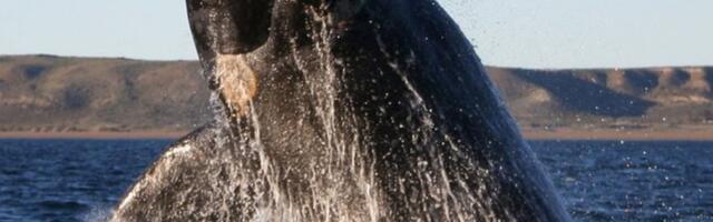 Surnud vaaladest sünnib sügaval maailmameres terve ökosüsteem