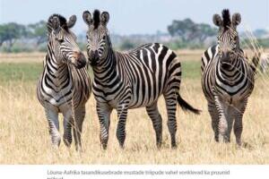 Kosmopoliitne selgroogsenukrus pildis ja sõnas