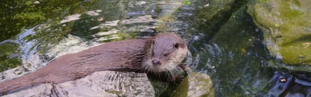 Jõgeval mässasid päästjad tigeda saarmaga