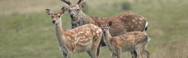 Ohtlike võõrliikide nimekiri täieneb 26 uue liigiga