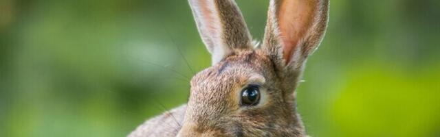 Keelesäuts. Jänku šampanjat ei joo