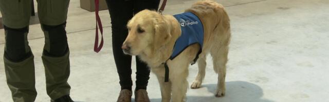 Pärnus auhinnati parimaid teenistuskoeri