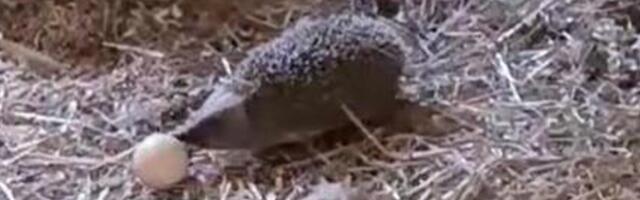 VIDEO | Sarve talu loomaaias tegutseb imearmas munavaras