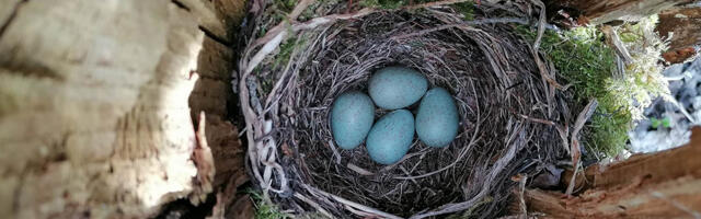 Ornitoloogiaühing: Sel aastal tapeti pesitsuse ajal hinnanguliselt 120 000 linnupoega