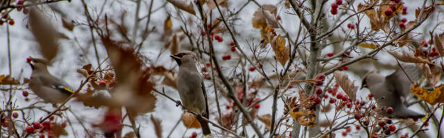 Sabatihased ja siidisabad on liikvel