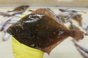 Keskkonnareostuse, vähkkasvajate ja mikrobioomi seosed looduses