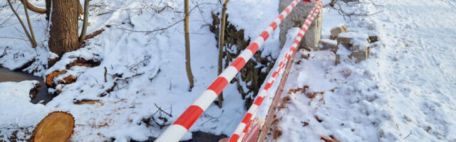 Tormis murdunud puu lõhkus sillapiirde