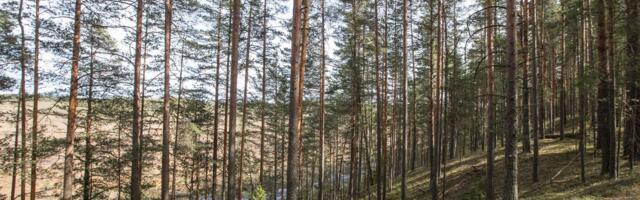 "Vara küps" käivitas metsaraiumise debati ka Jõhvis