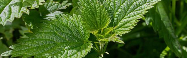 RETSEPTID | Vitamiinipomm! Nõgeselehtedest saab valmistada imemaitsvaid sööke