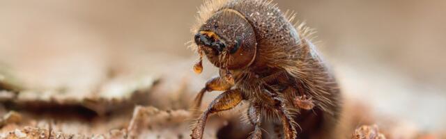 PANE TÄHELE | Kuuse-kooreüraski levikule saab tõhusa sekkumisega piiri panna