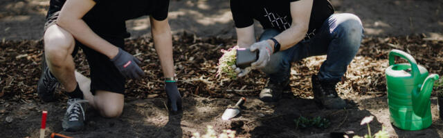 Tartu LV: Ilmus elurikka linna kujundamise juhend „Haljas või paljas linn?“