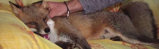 Reporter: Kanu kartev rebane naudib tubaseid tegevusi