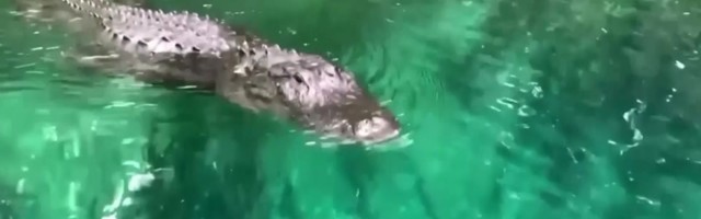 Reporter: Aerulauatamist nautinud naisele lähenes ootamatu ja ohtlik külaline!