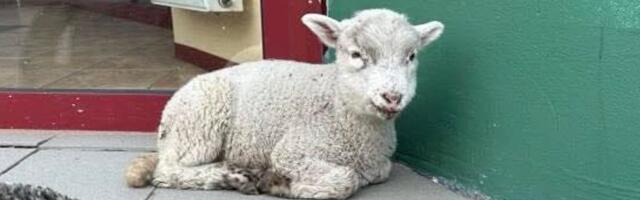 VIDEO | „Ilmselt varastati kuskilt.“ Kuidas sattus üksik lambatall keset Kohtla-Järve kesklinna?