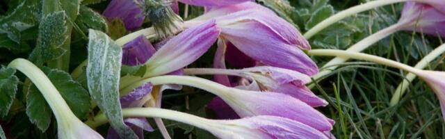 Ööl vastu pühapäeva olid mitmel pool üle Eesti miinuskraadid