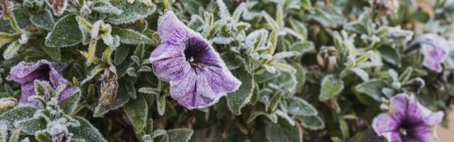 Hoiatus! Ees ootab lähiaja külmim öö. Kuidas taimi külmakahjude eest kaitsta?