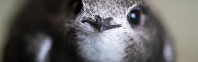 ALANUD AASTA LIND PIIRITAJA ON TÕELINE TAEVATALTSUTAJA