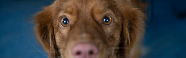 Koerte, kasside ja valgetuhkrute kiibistamine laieneb üleriigiliseks