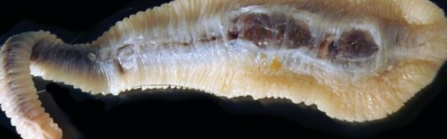 Soomes leiti koeral ka inimesele kanduda võiv keeluss