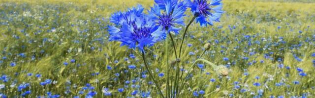 Jaaniööl punutud pärg paljastas armastuse – aga rääkis ka midagi palju tähtsamat