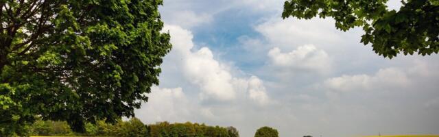 Värske uuring: pestitsiidid ja elupaikade kadu põhjustavad looduslike mesilaste arvukuse vähenemist