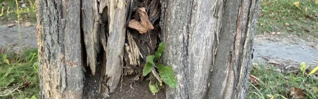 Pärna puiestee tänavapuud Valga linnas asendatakse uutega