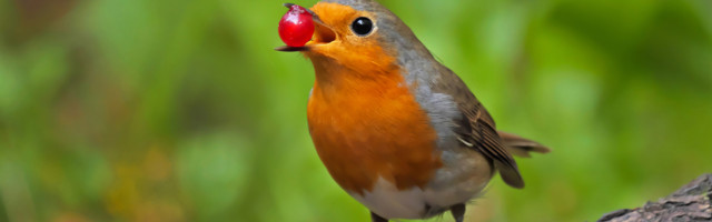 Fotolugu: marjamaias