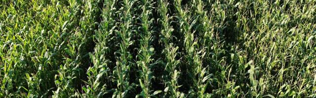 SEB pangakaarte valmistatakse nüüd Poola maisist – aga on see ikka keskkonnasõbralik?