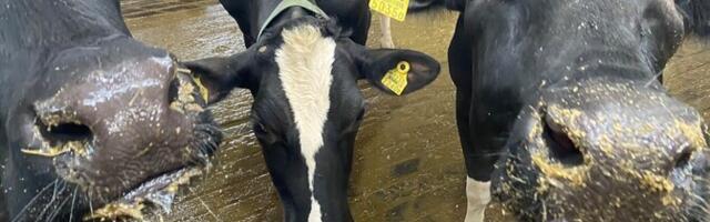 Эстонские коровы оказались одними из самых продуктивных в Европе