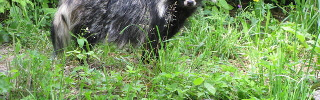 Riik plaanib kõik Hiiumaa kährikud hävitada