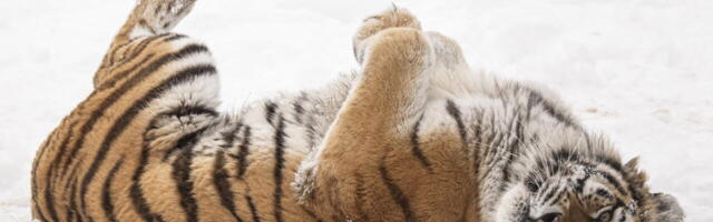 Digiriik laguneb, probleemsed on nii ID-kaart kui ka Smart-ID