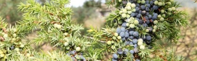 Hea teada: 2021. aasta puu on kadakas