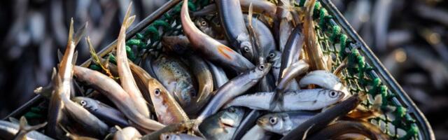 Saaremaa kalafirma külmutab äri