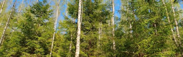 Segametsad jäävad kasvukiiruses puhtkuusikutele alla