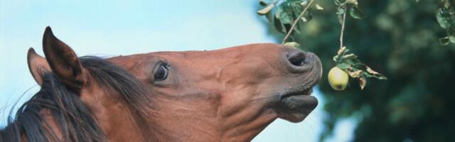 Fakt teadust päevas: mitu õuna võib hobune päevas ära süüa?
