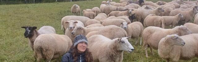 Hundikahjude tõendamine kurnab talupidajaid: „Nii põllumajandus hääbubki“