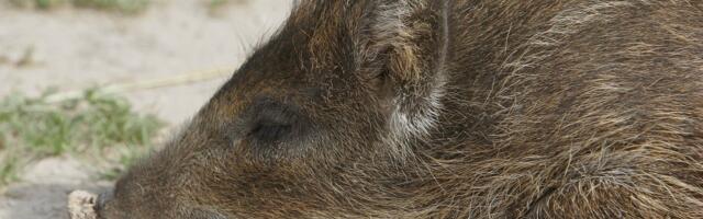 Jahimees tõi päevavalgele ebaseadusliku vibuküttimise juhtumi