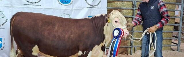 Parima lihaveise 2026 tiitli võitis Tsura talu herefordi pull Tsura Renegade