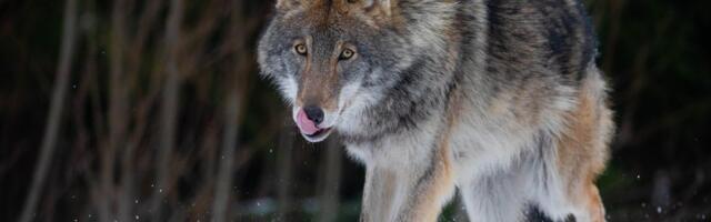 Teadlased viisid läbi loomade liikumise ülemaailmse uuringu ja jõudsid üllatava järelduseni