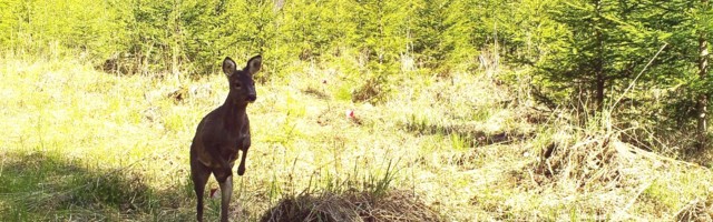 Keskkonnaministri sõnul peab RMK enne metsatöödega alustamist jõudma kohaliku kogukonnaga kokkuleppele