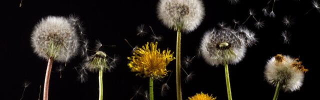 Mida tööandja peab silmas pidama kollektiivse koondamise puhul?