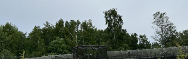 Valmis pikisilmi oodatud Tallinna loomaaia Tiigriorg