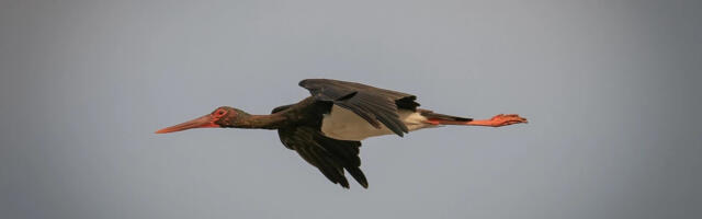 Kliimaministeeriumi plaanid võivad viia must-toonekure väljasuremiseni Eestis