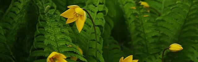 Valge jaaniöö müstika – SÕNAJALAÕIS