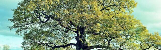 Tervendajate, nõidade ja terapeutide maastik – 1. lugu